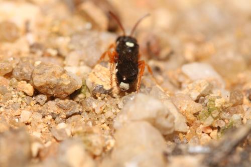 Nomada errans